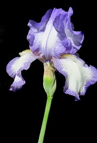 Iris Männerparfum